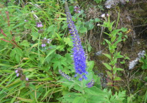 ルリトラノオ弦楽四重奏団